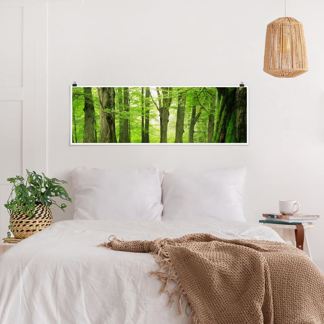 Poster Wald Mighty Beech Trees