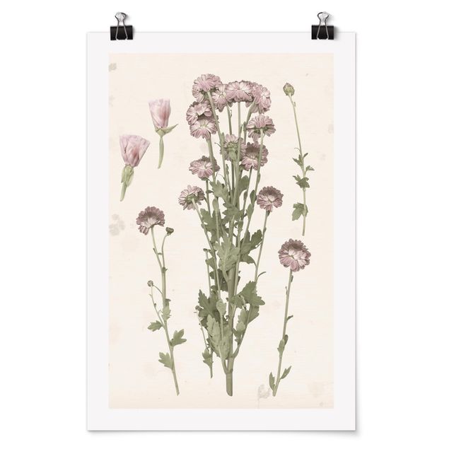 Bilder Herbarium in rosa I