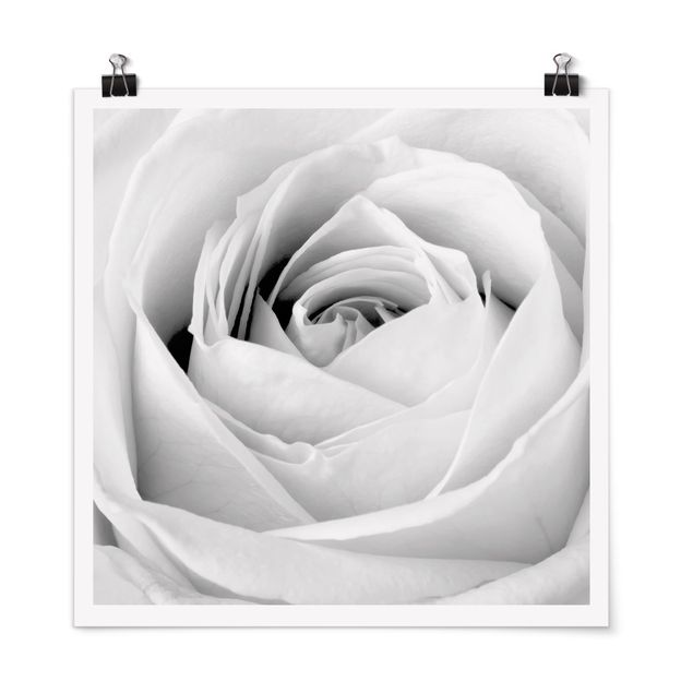 Poster - Close Up Rose - Quadrat 1:1