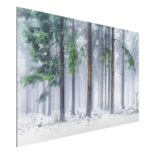 Alu-Dibond - Nadelbäume im Winter - Hochformat