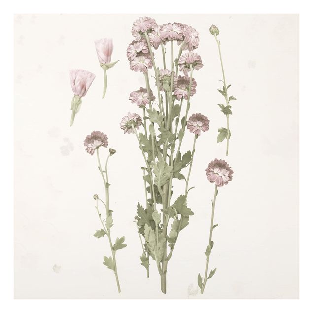 Glas Spritzschutz - Herbarium in rosa I - Quadrat - 1:1