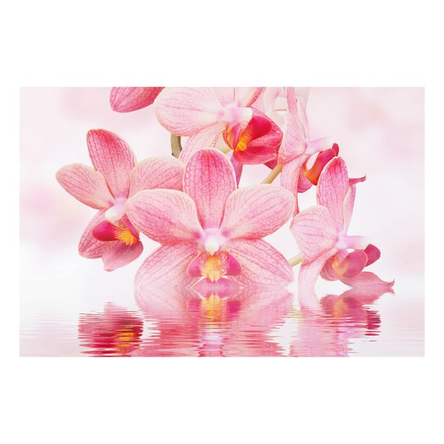 Spritzschutz Glas - Rosa Orchideen auf Wasser - Querformat - 3:2