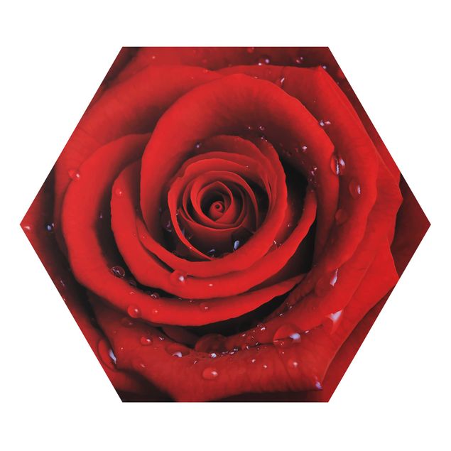 Hexagon Bild Alu-Dibond - Rote Rose mit Wassertropfen
