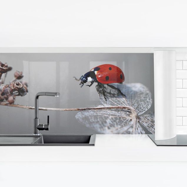 Küchenrückwand selbstklebend Marienkäfer auf Hortensie