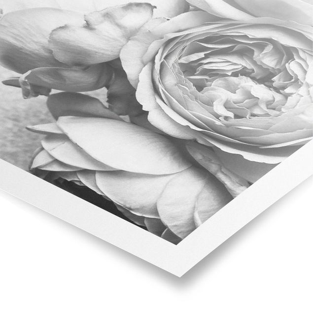 Poster kaufen Pfingstrosenblüten Schwarz Weiß