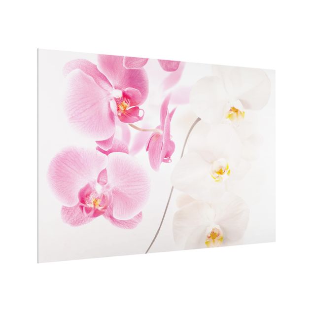 Spritzschutz Delicate Orchids