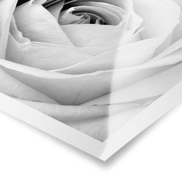 Poster - Close Up Rose - Querformat 3:4