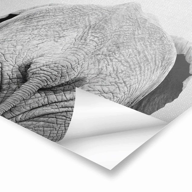 Poster - Elefant von hinten Schwarz Weiß - Hochformat 3:4