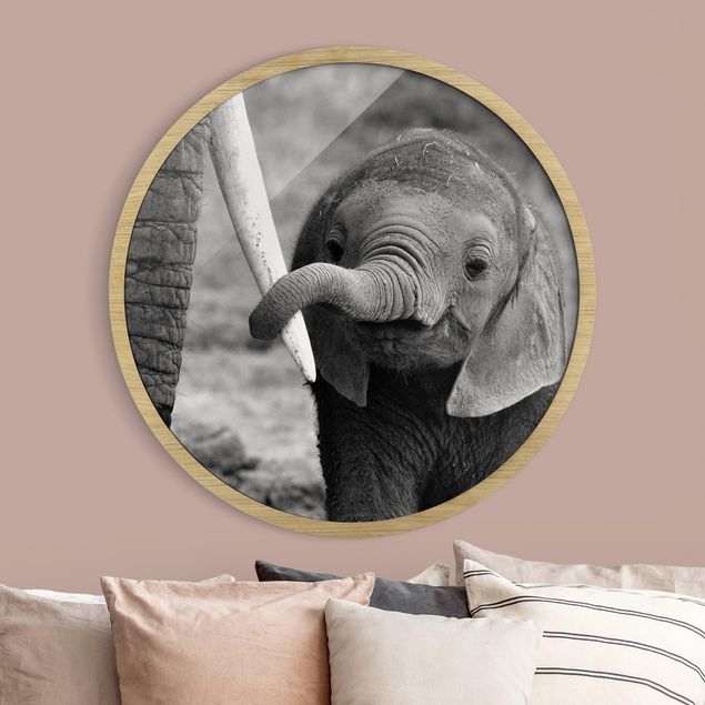 Moderne Bilder mit Rahmen Elefantenbaby