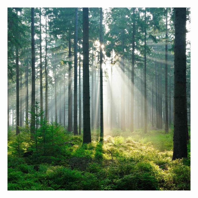 Fototapete - Enlightened Forest