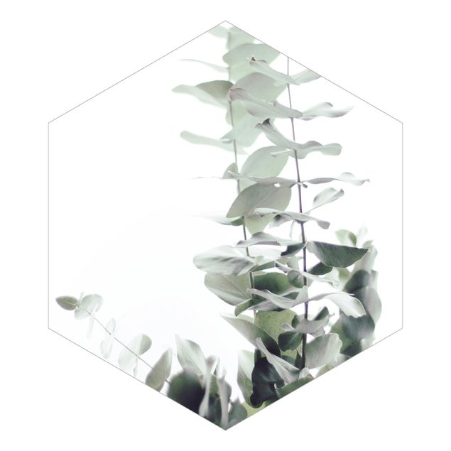 Tapeten kaufen Eukalyptus im Weißen Licht