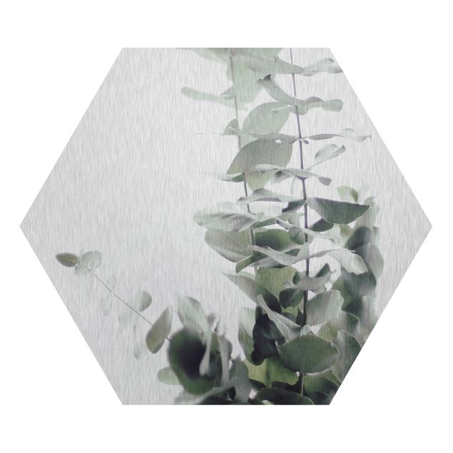 Hexagon Bild Alu-Dibond - Eukalyptus im Weißen Licht