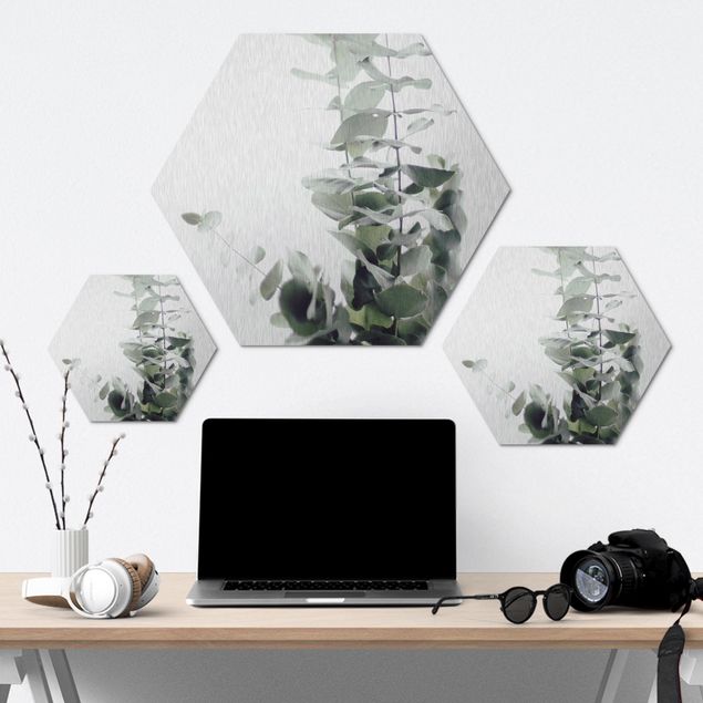 Hexagon Bild Alu-Dibond - Eukalyptus im Weißen Licht