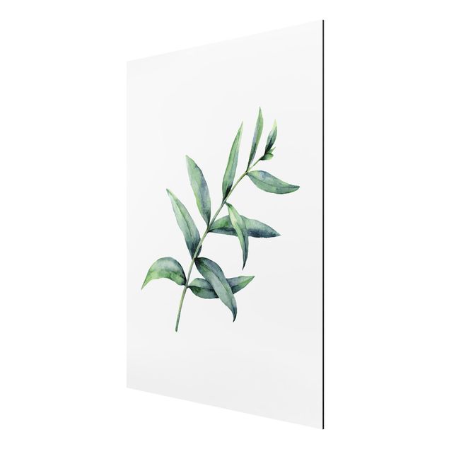 Alu-Dibond - Aquarell Eucalyptus I - Querformat