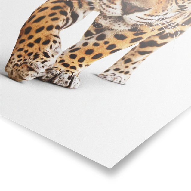 Poster kaufen Creeping Jaguar