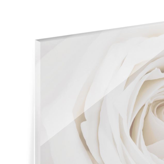 Spritzschutz Glas - Pretty White Rose - Querformat - 3:2