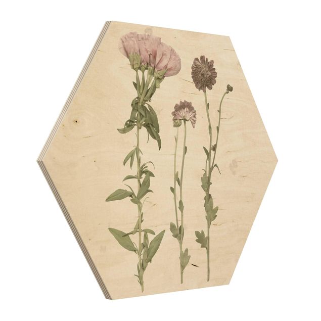 Hexagon Bild Holz - Herbarium in rosa III