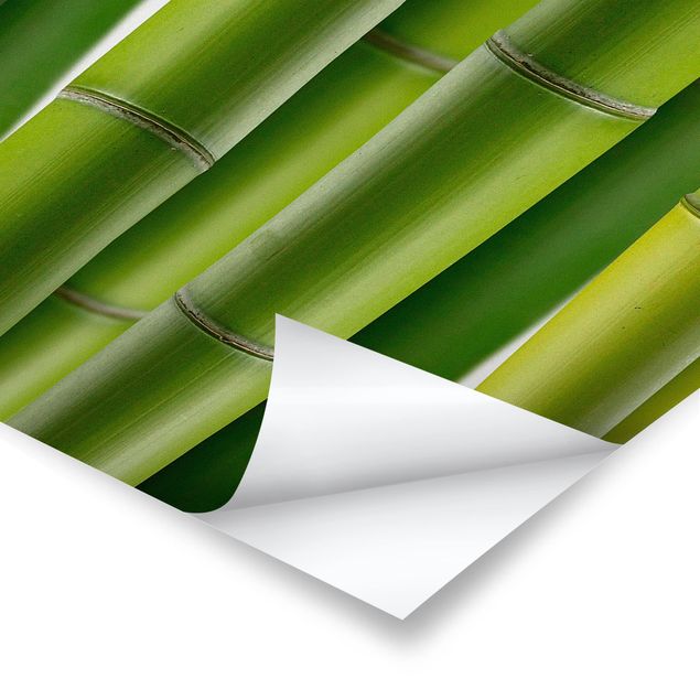 Poster - Bambuspflanzen - Hochformat 3:2
