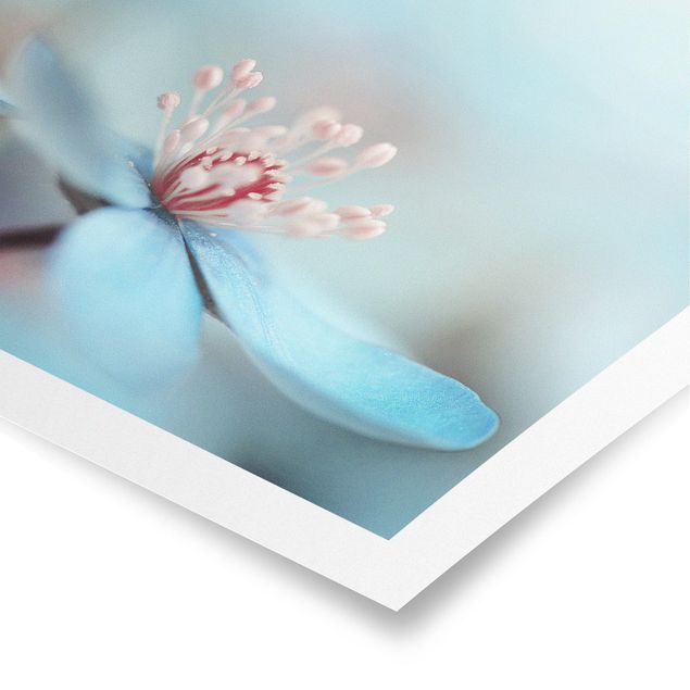 Poster Blüten in Hellblau
