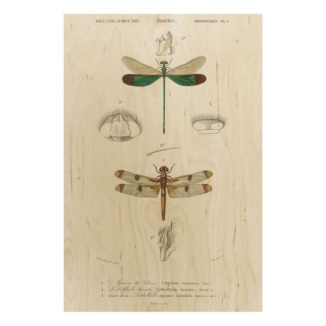 Wandbild Holz Vintage Lehrtafel Libellen