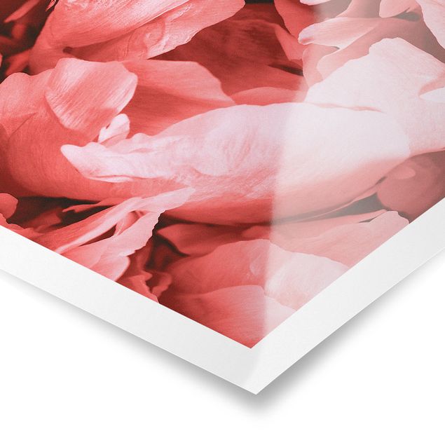 Poster - Pfingstrose Blüte Koralle - Quadrat 1:1