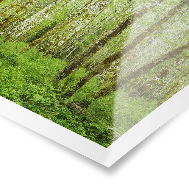Poster - Hoh Rainforest Olympic National Park - Quadrat 1:1