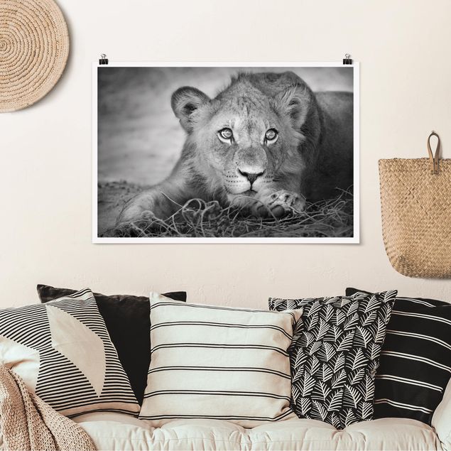 Poster Löwen Lurking Lionbaby