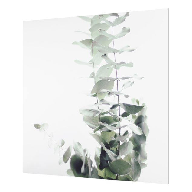 Spritzschutz Glas - Eukalyptus im Weißen Licht - Quadrat 1:1