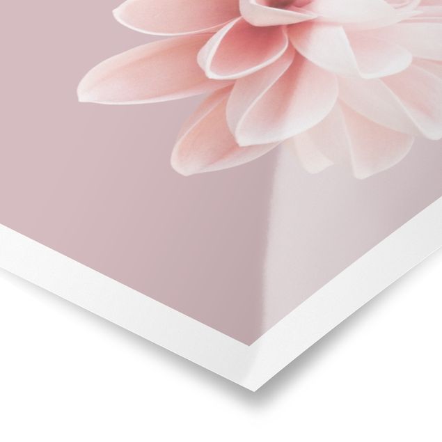 Poster - Dahlie Blume Lavendel Rosa Weiß - Hochformat 4:3