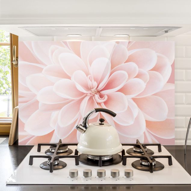 Glasrückwand Küche Blumen Dahlie in Pastellrosa