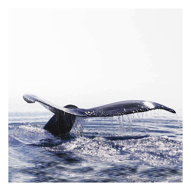Spritzschutz Wal Gesang auf Island