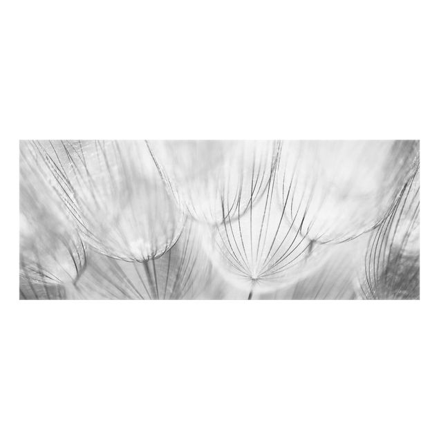 Spritzschutz Glas - Pusteblumen Makroaufnahme in schwarz weiß - Panorama - 5:2
