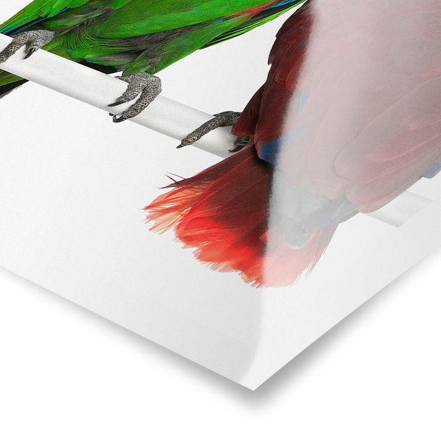 Poster - Verliebte Papageien - Hochformat 3:4