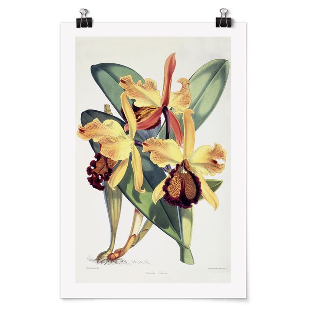 Wandbilder Walter Hood Fitch - Orchidee