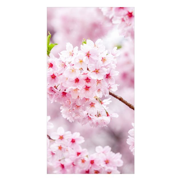 Duschrückwand - Japanische Kirschblüten