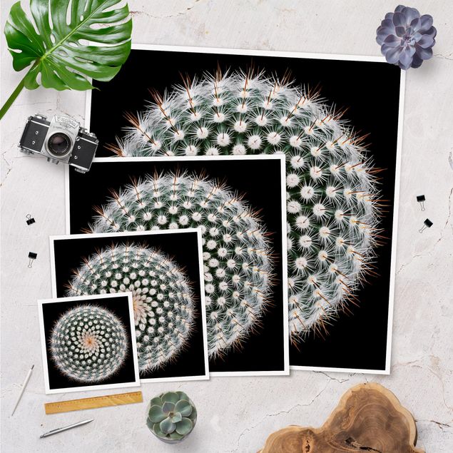 Poster - Kaktusblüte - Quadrat 1:1