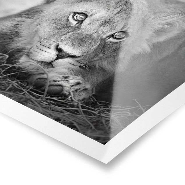 Poster Lurking Lionbaby