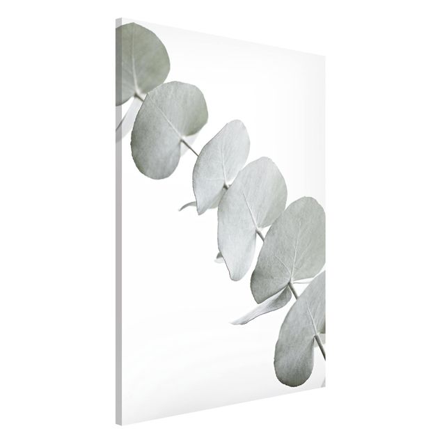 Magnettafel - Eukalyptuszweig im Weißen Licht - Hochformat 2:3