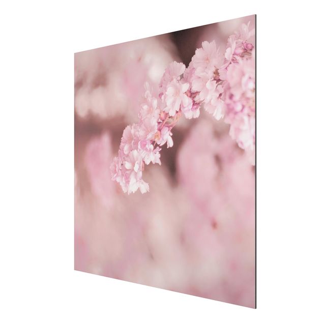 Alu-Dibond - Kirschblüte im Violetten Licht - Quadrat