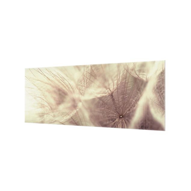 Spritzschutz Glas - Detailreiche Pusteblumen Makroaufnahme mit Vintage Blur Effekt - Panorama - 5:2
