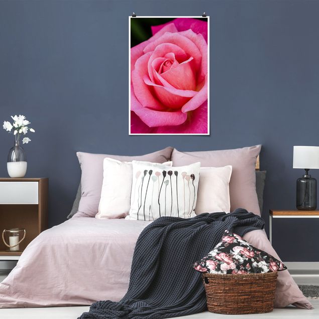 Poster mit Blumen Pinke Rosenblüte vor Grün