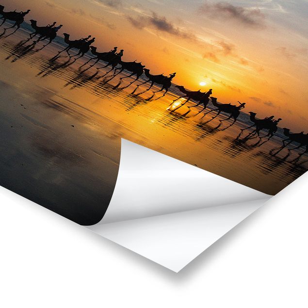 Poster - Kamele im Sonnenuntergang - Quadrat 1:1