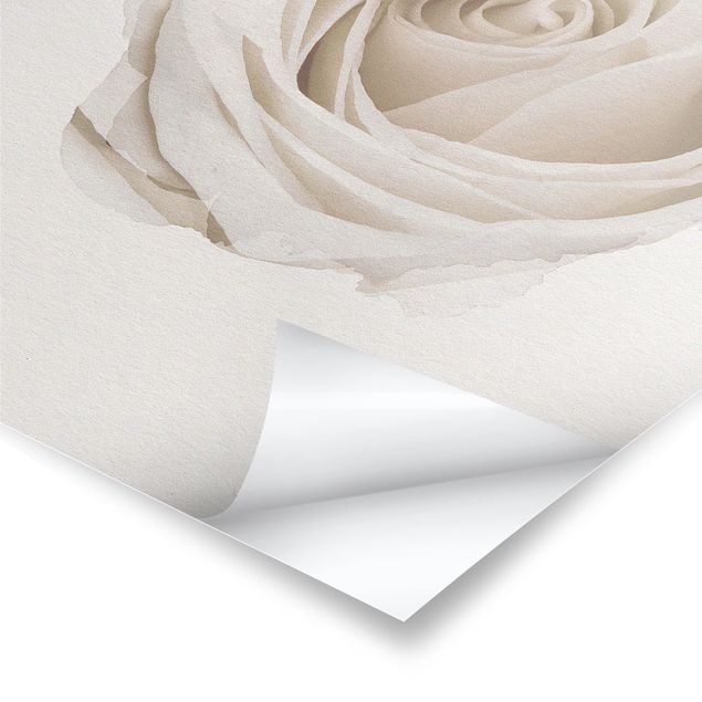 Poster - Wasserfarben - Pretty White Rose - Hochformat 4:3