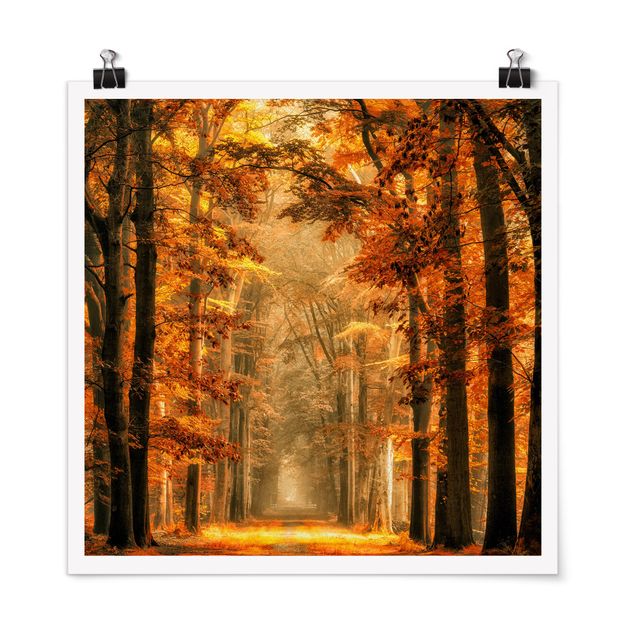 Poster Wald Märchenwald im Herbst
