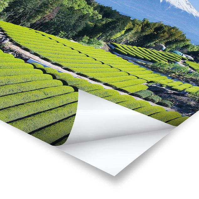 Poster kaufen Teefelder vor dem Fuji