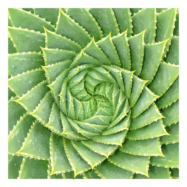 selbstklebende Folie grün Spiral Aloe