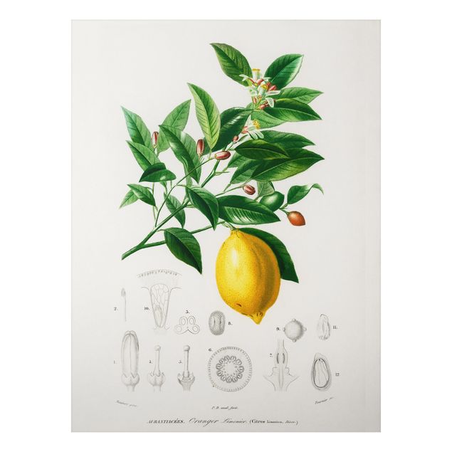 Alu Dibond Druck Botanik Vintage Illustration Zitrone