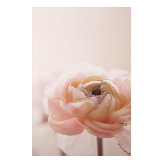 Alu-Dibond - Rosa Blüte im Fokus - Querformat