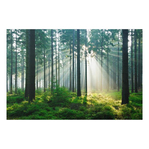 Spritzschutz Glas - Enlightened Forest - Querformat - 3:2