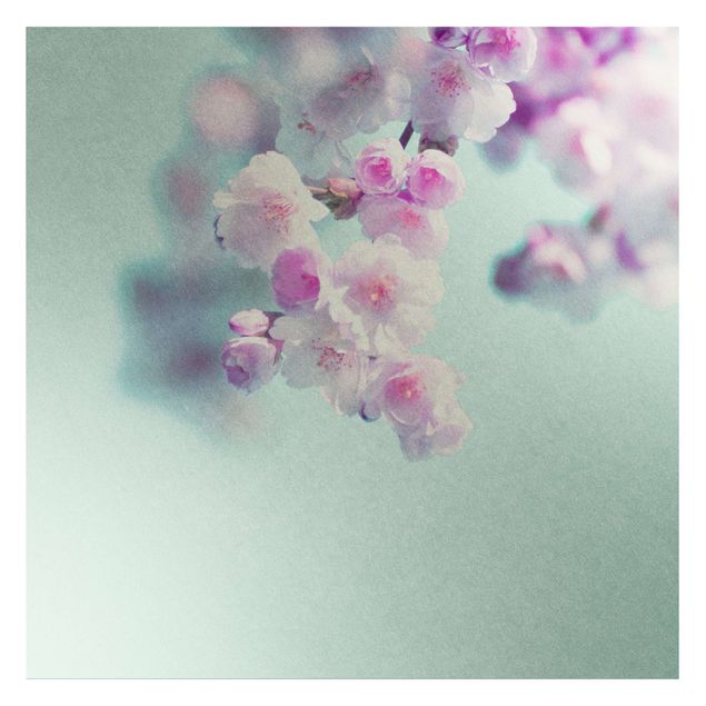Fototapete selbstklebend Farbenfrohe Kirschblüten
